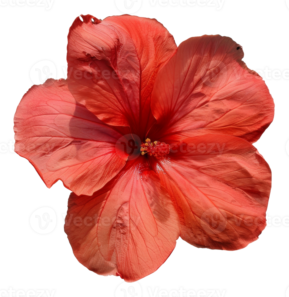 AI generated Vivid red hibiscus flower with delicate petals on transparent background - stock png. png