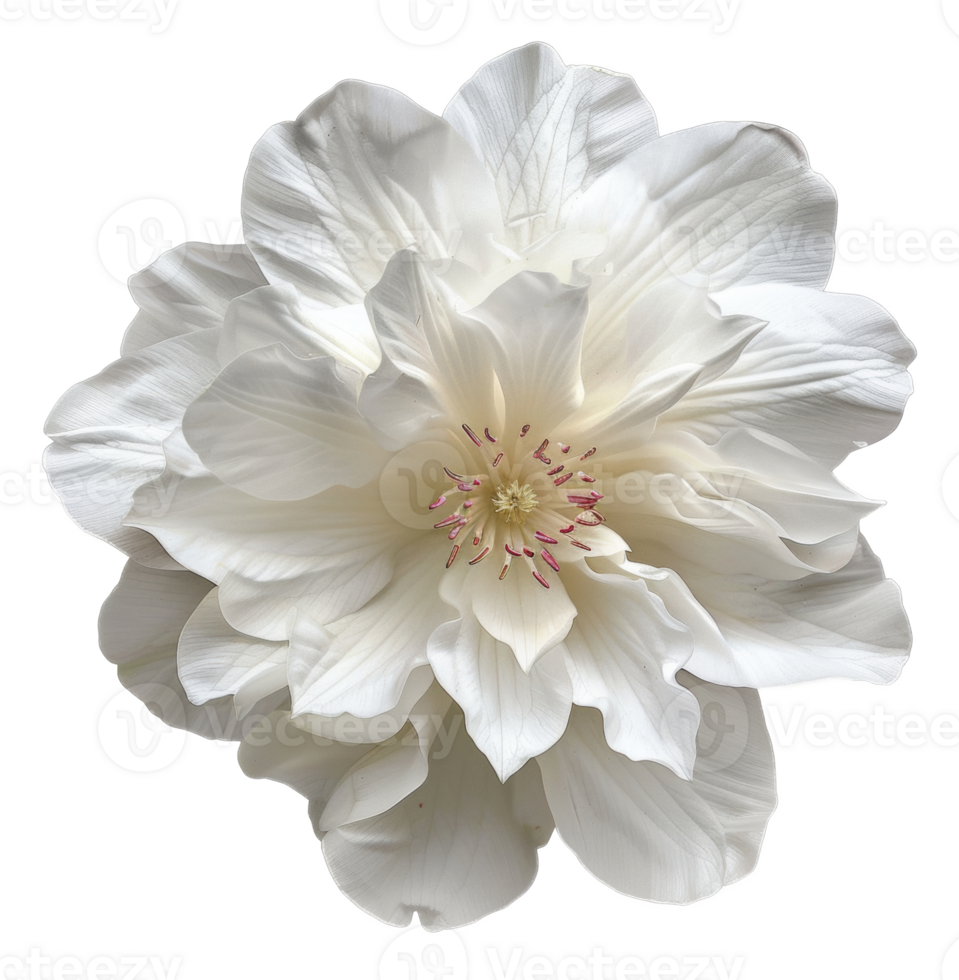 AI generated Soft white dahlia bloom with a creamy texture on transparent background - stock png. png