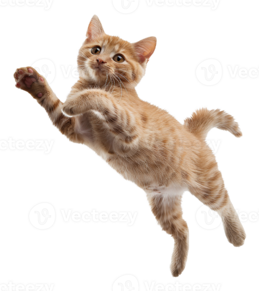 AI generated Ginger tabby cat floating playfully on transparent background - stock png. png
