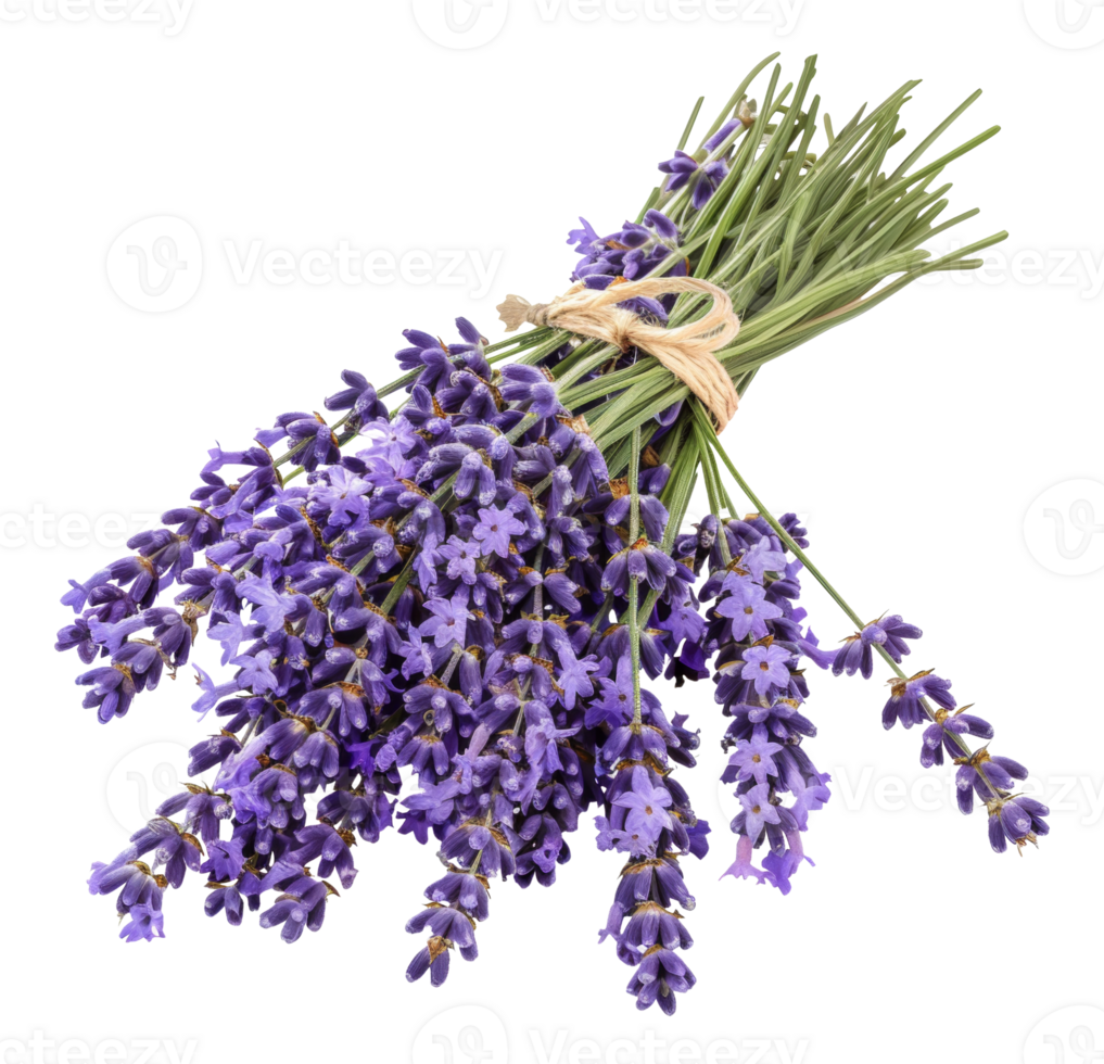 AI generated Fresh lavender bouquet with green stems on transparent background - stock png. png