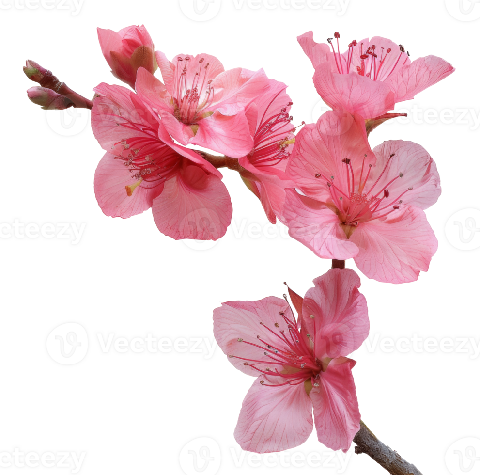 AI generated Pink cherry blossoms on branch on transparent background - stock png. png