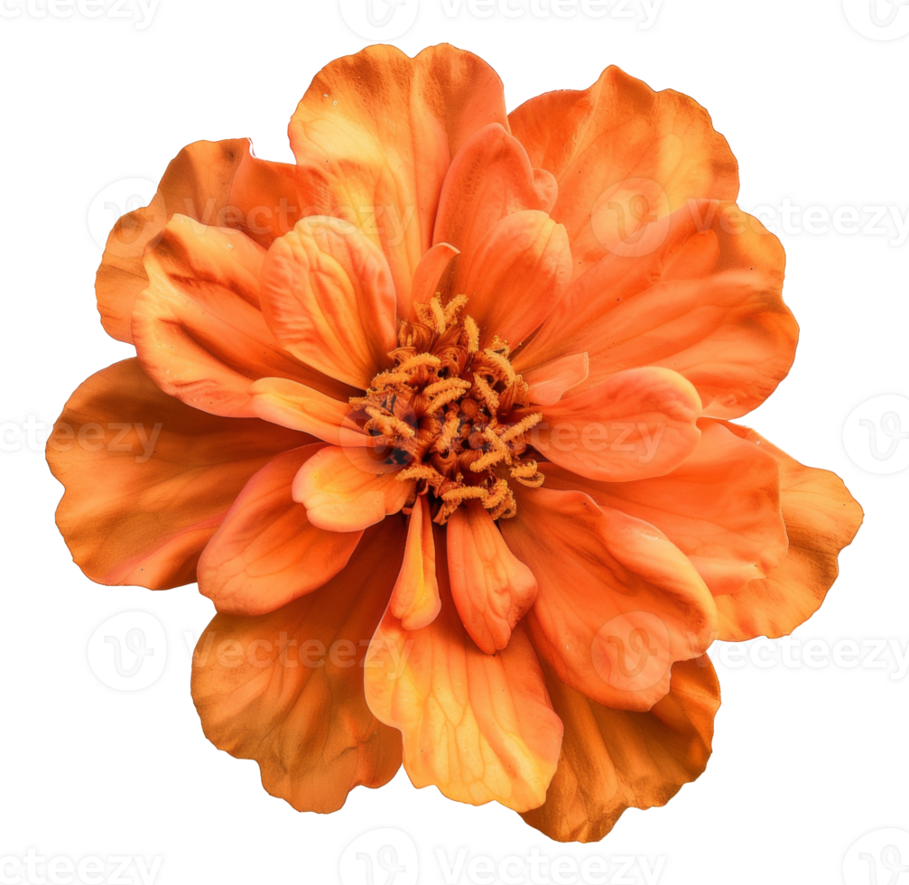 AI generated Vibrant orange amaryllis flower on transparent background - stock png. png