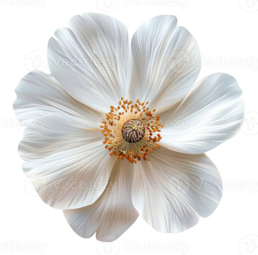 AI generated White anemone flower with delicate petals on transparent background - stock png. png