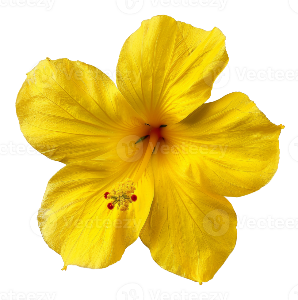 AI generated Vibrant yellow cosmos flower with delicate petals on transparent background - stock png. png
