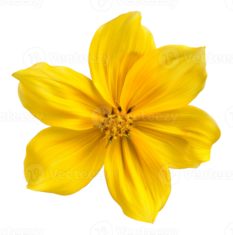 AI generated Vibrant yellow cosmos flower with delicate petals on transparent background - stock png. png
