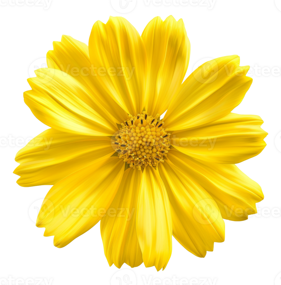 AI generated Vibrant yellow cosmos flower with delicate petals on