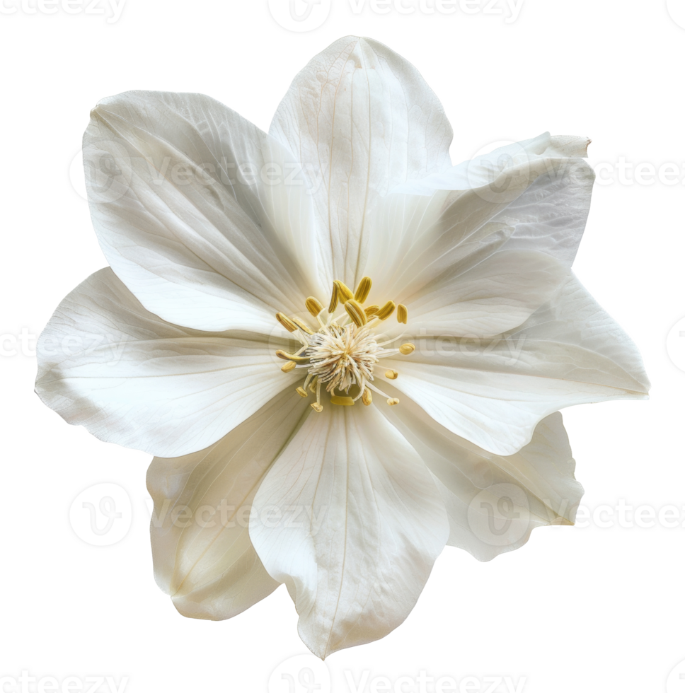 AI generated Bright white flower with elegant petals on transparent background - stock png. png