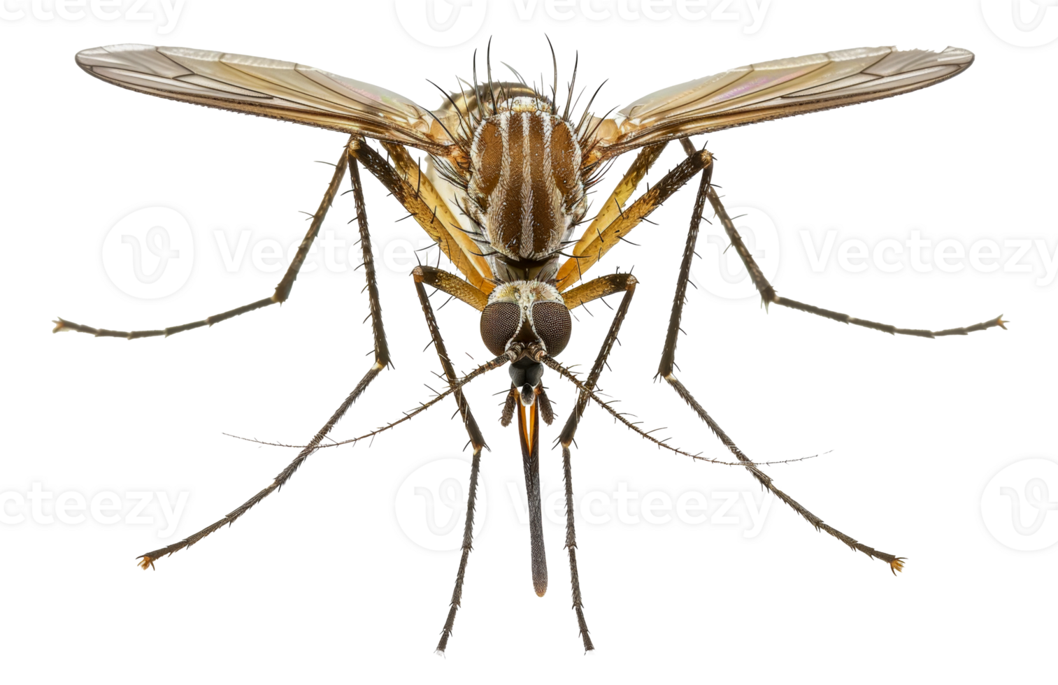 AI generated Close-up of a mosquito on transparent background - stock png. png