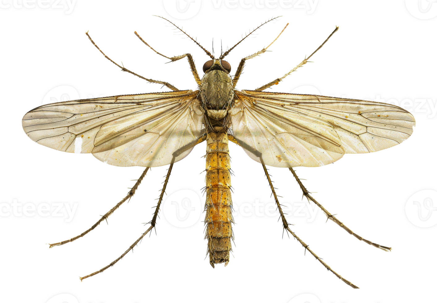 AI generated Close-up of a mosquito on transparent background - stock png. png