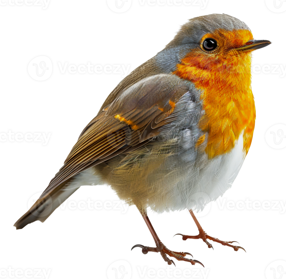 AI generated European robin perched on branch on transparent background - stock png. png