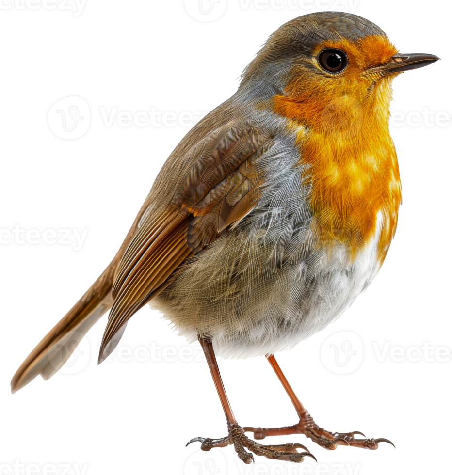 AI generated European robin perched on branch on transparent background - stock png. png