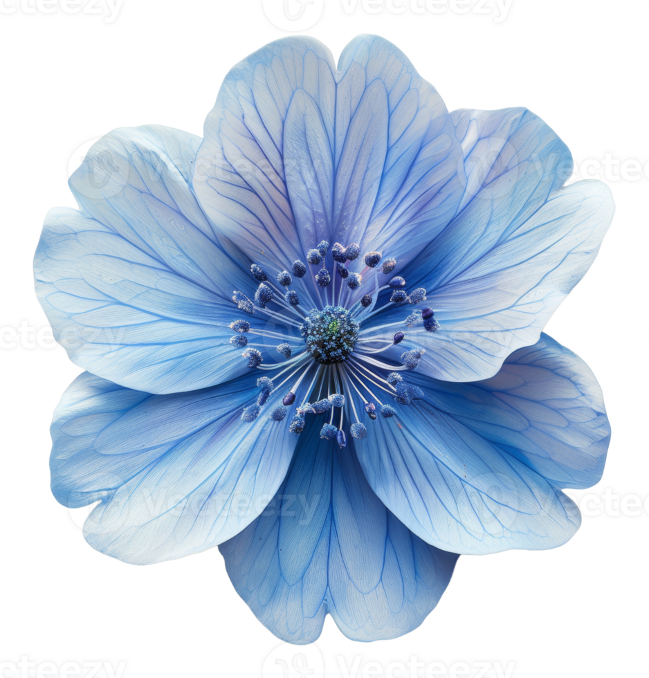 AI generated Delicate blue anemone flower with detailed center on transparent background - stock png. png
