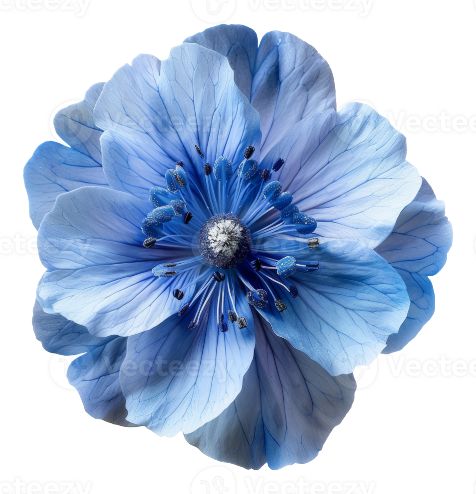 AI generated Delicate blue anemone flower with detailed center on transparent background - stock png. png