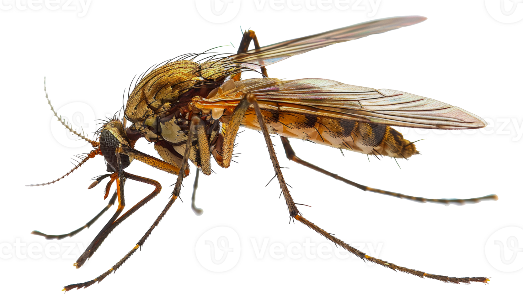 AI generated Close-up of a mosquito on transparent background - stock png. png