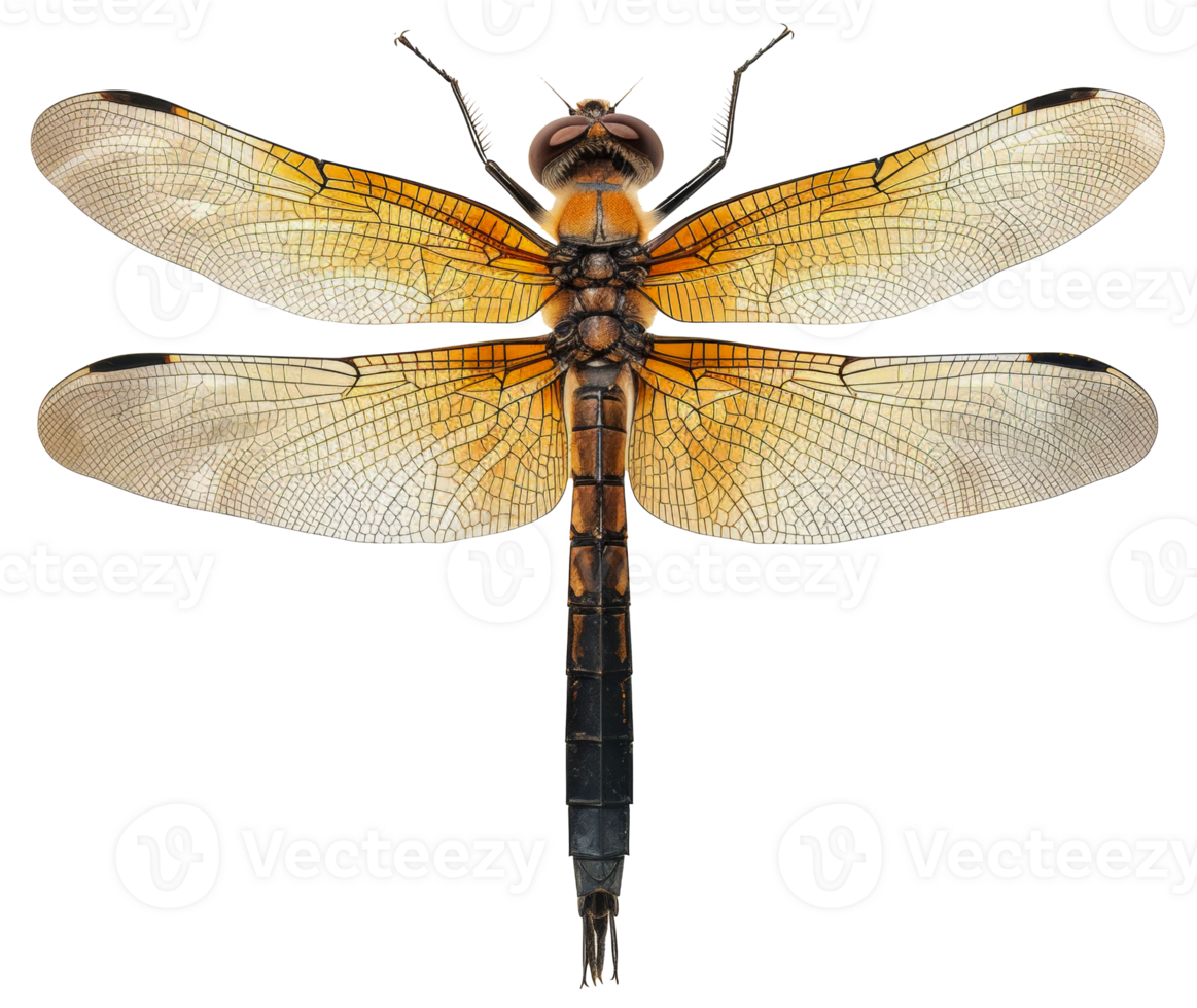 AI generated Orange dragonfly with transparent wings on transparent background - stock png. png