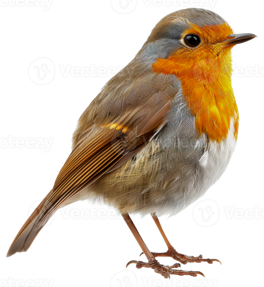 AI generated European robin perched on branch on transparent background - stock png. png