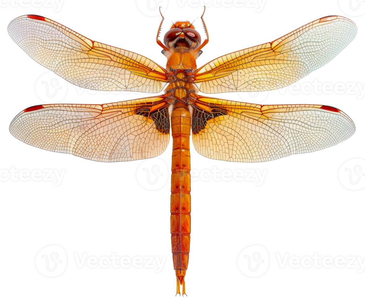 AI generated Orange dragonfly with transparent wings on transparent background - stock png. png