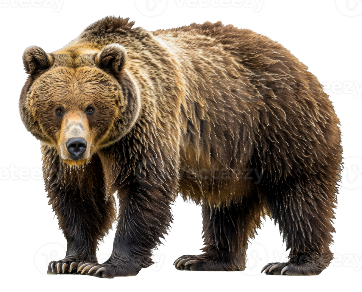 AI generated Majestic brown bear standing on transparent background - stock png. png