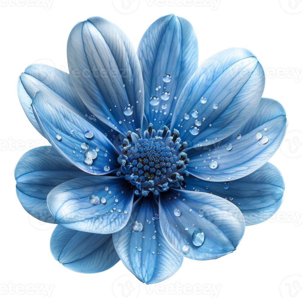 AI generated Vibrant blue African daisy on transparent background - stock png. png