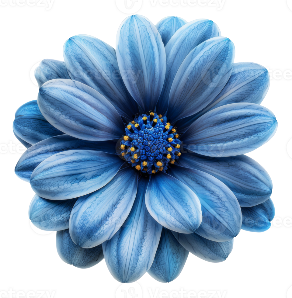 AI generated Vibrant blue flower with intricate petals on transparent background - stock png. png