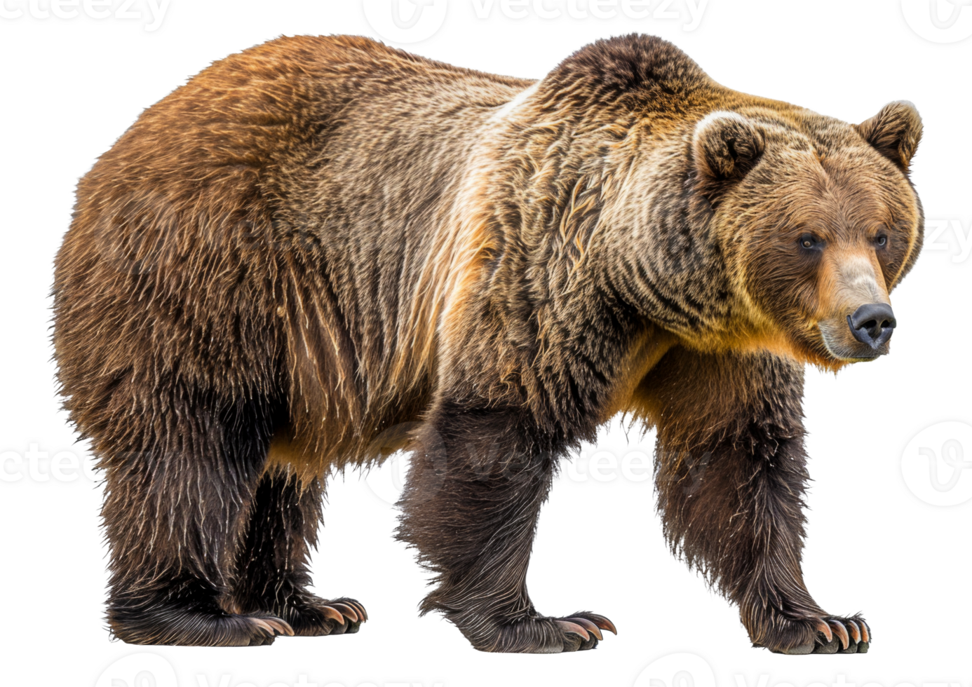 AI generated Majestic brown bear standing on transparent background - stock png. png