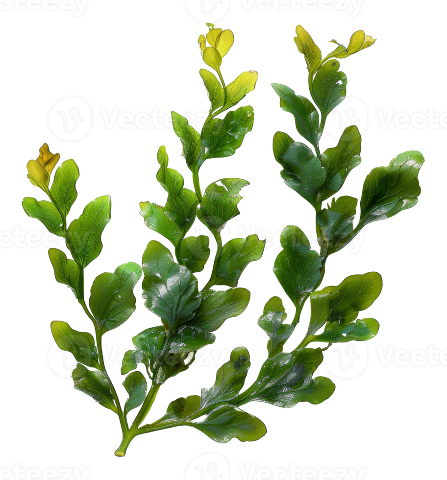 AI generated Fresh green sea lettuce algae on transparent background - stock png. png