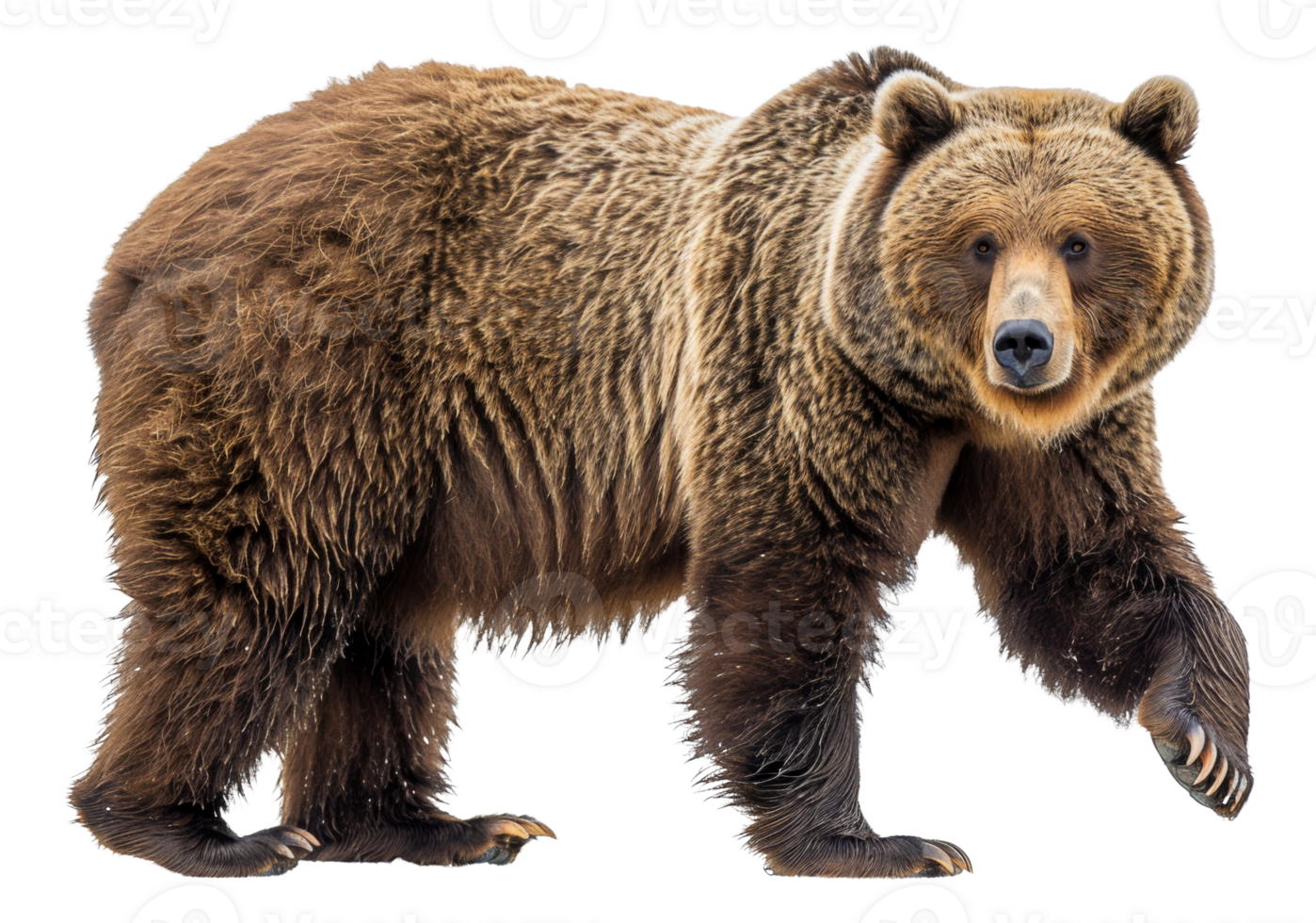 AI generated Majestic brown bear standing on transparent background - stock png. png