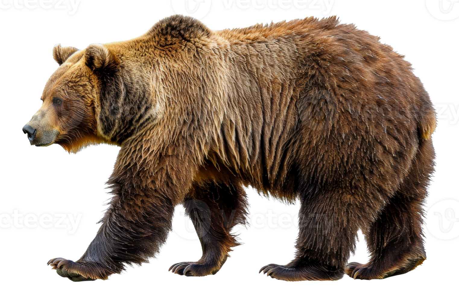 AI generated Majestic brown bear standing on transparent background - stock png. png