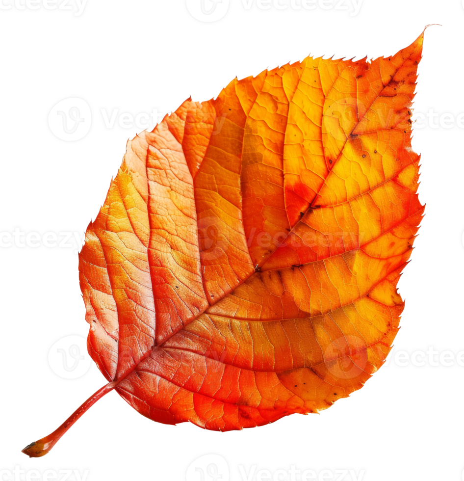 AI generated Vibrant orange autumn leaf with detailed veins on transparent background - stock png. png