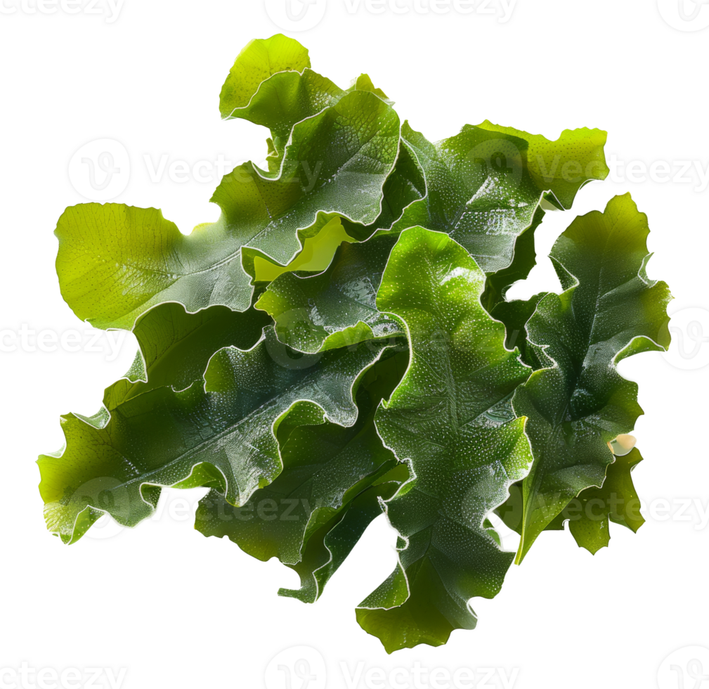 AI generated Wet sea lettuce on transparent background - stock png. png