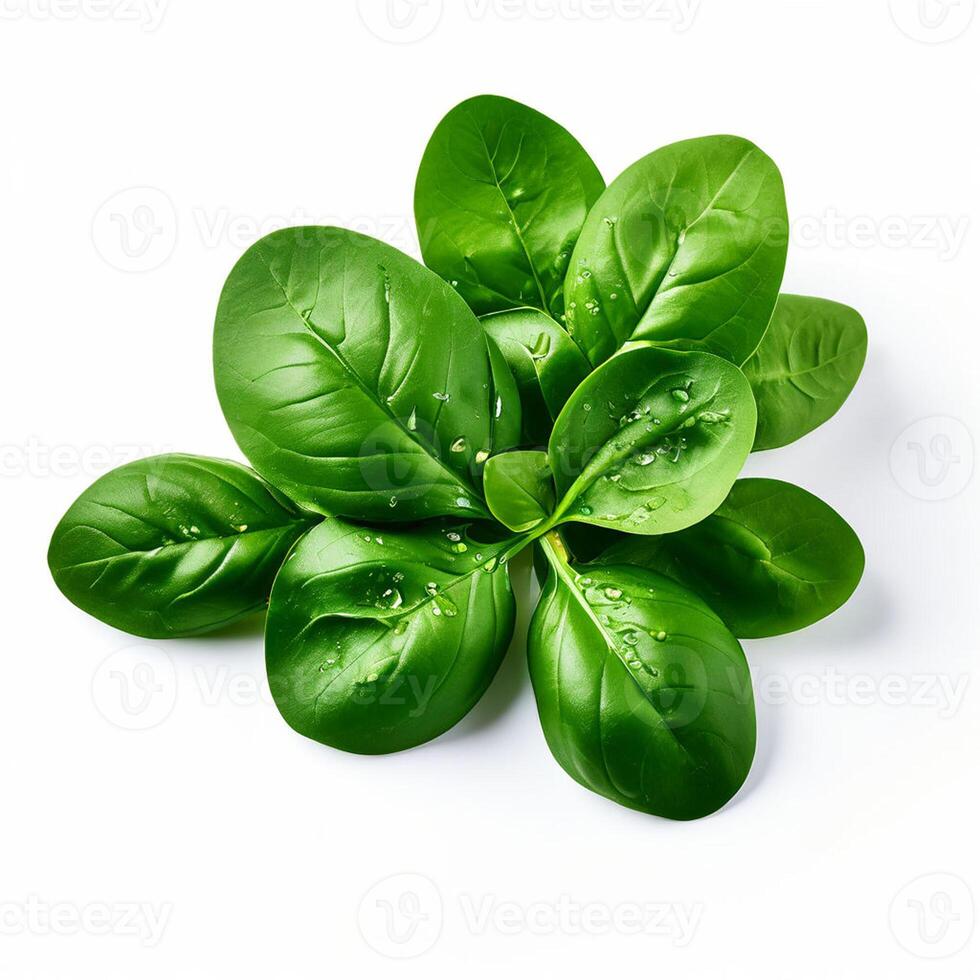 AI generated Spinach series on white background photo