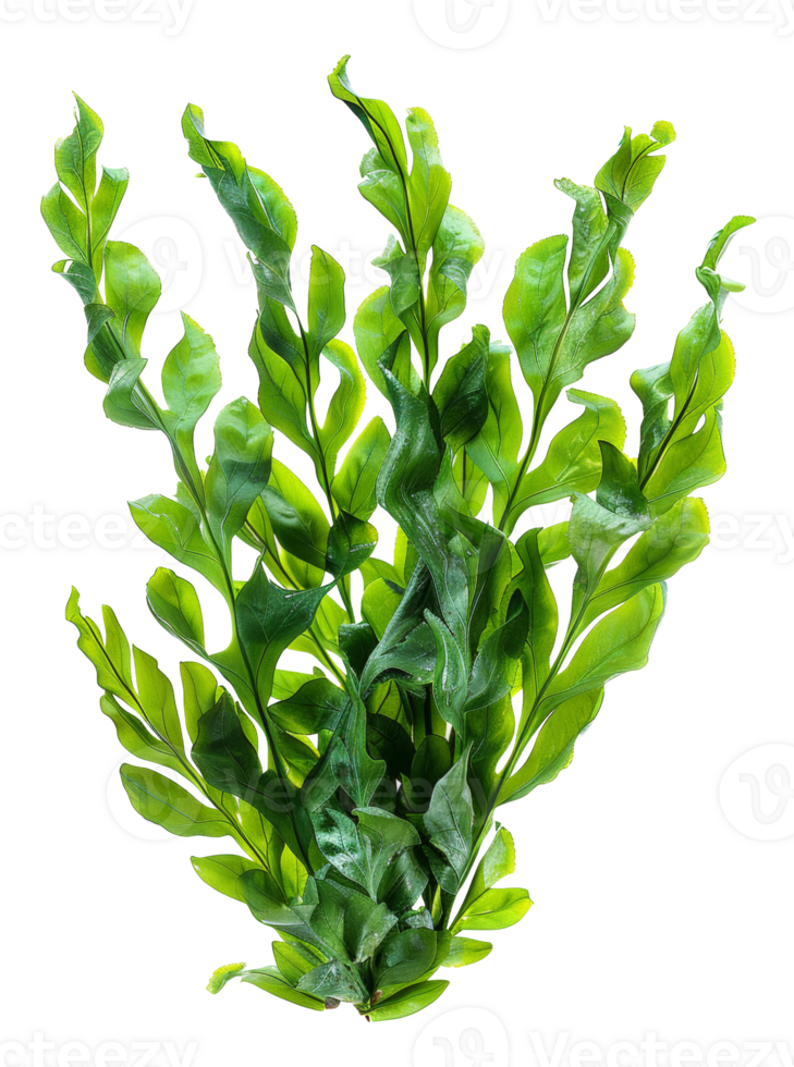 AI generated Fresh green sea lettuce algae on transparent background - stock png. png