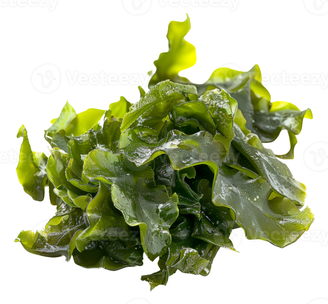 AI generated Wet sea lettuce on transparent background - stock png. png
