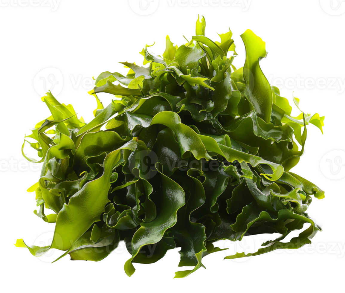 AI generated Wet sea lettuce on transparent background - stock png. png