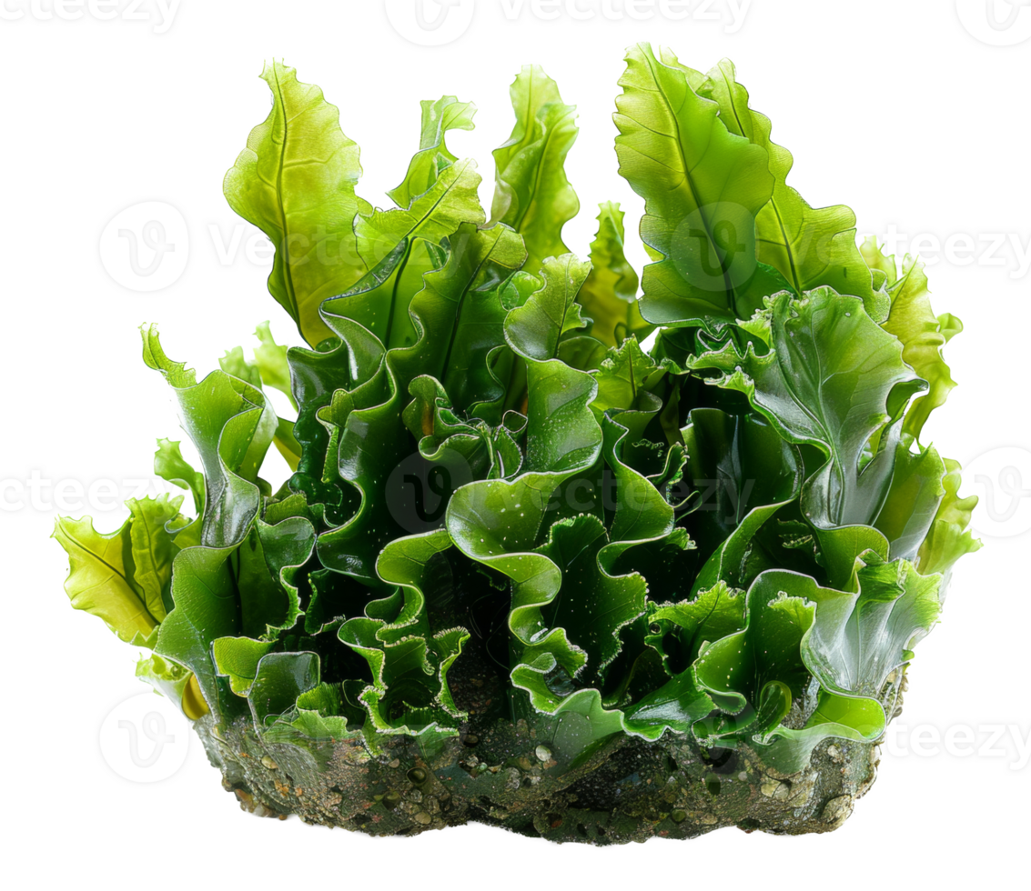 AI generated Wet sea lettuce on transparent background - stock png. png