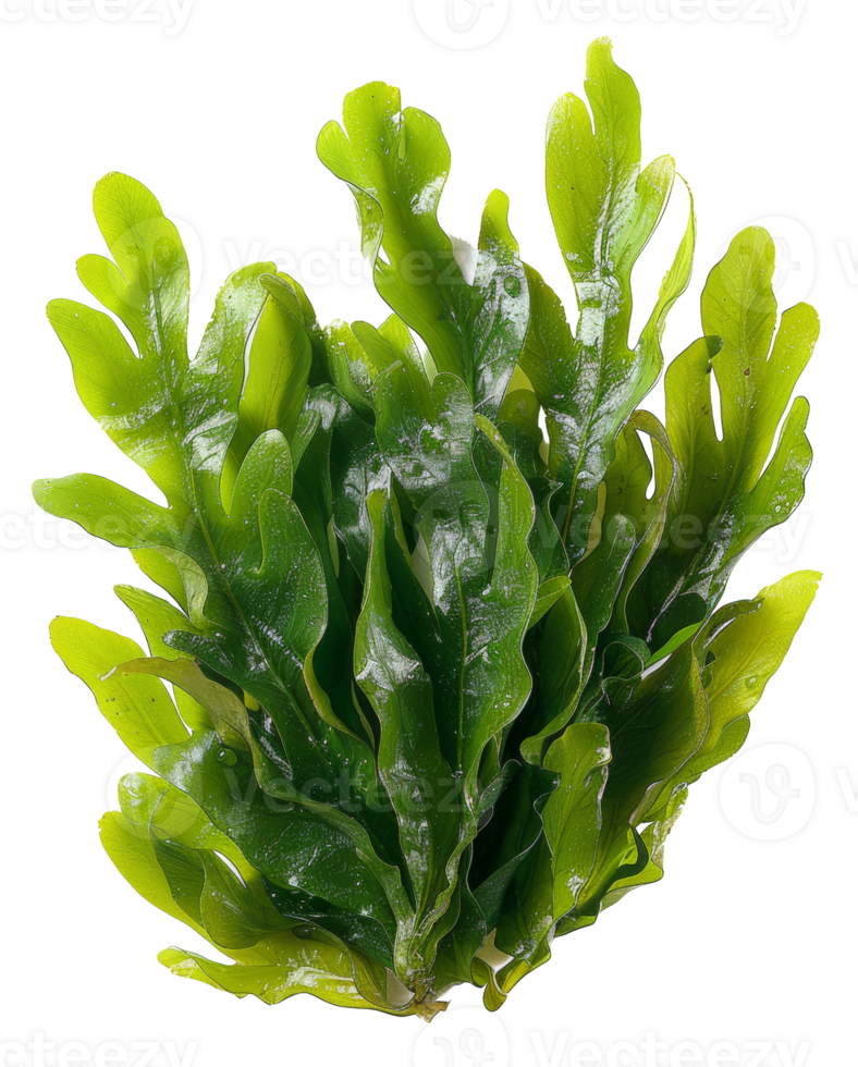 AI generated Fresh green sea lettuce algae on transparent background - stock png. png