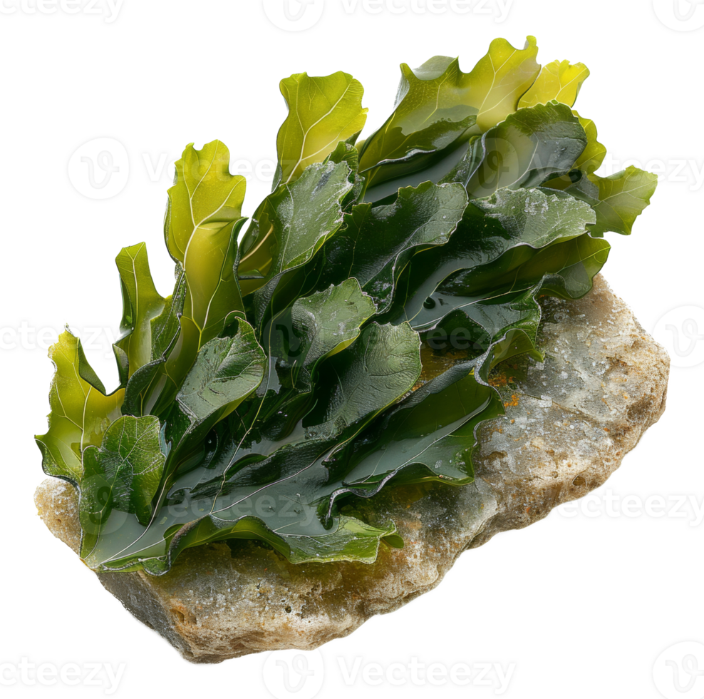 AI generated Wet sea lettuce on rock on transparent background - stock png. png