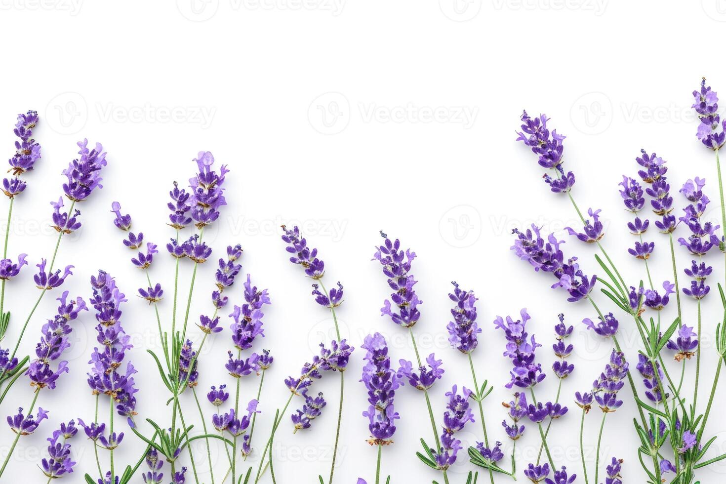 AI generated Lavender flowers isolated on white background  top view. photo