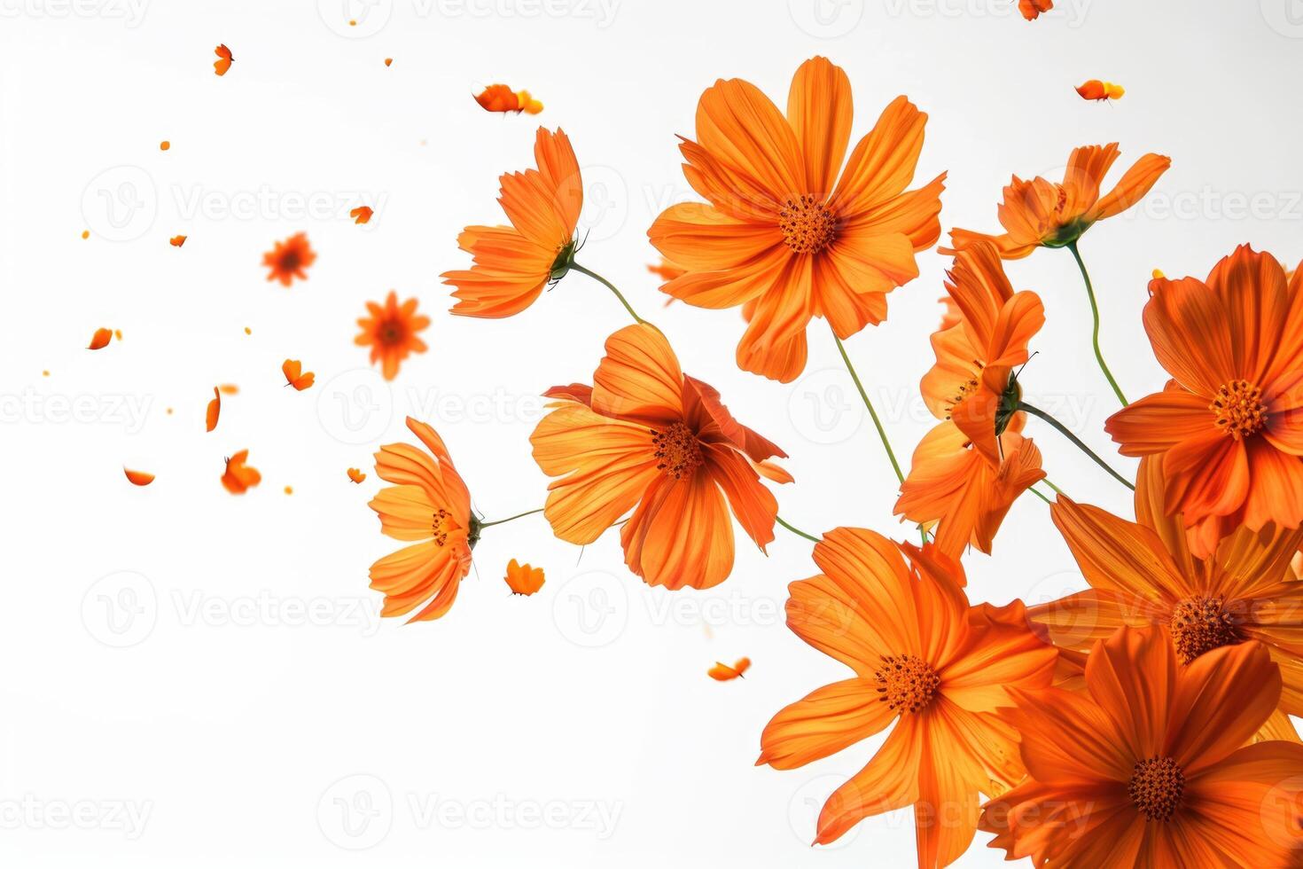 AI generated Floating orange cosmos flower isolated on white background. photo