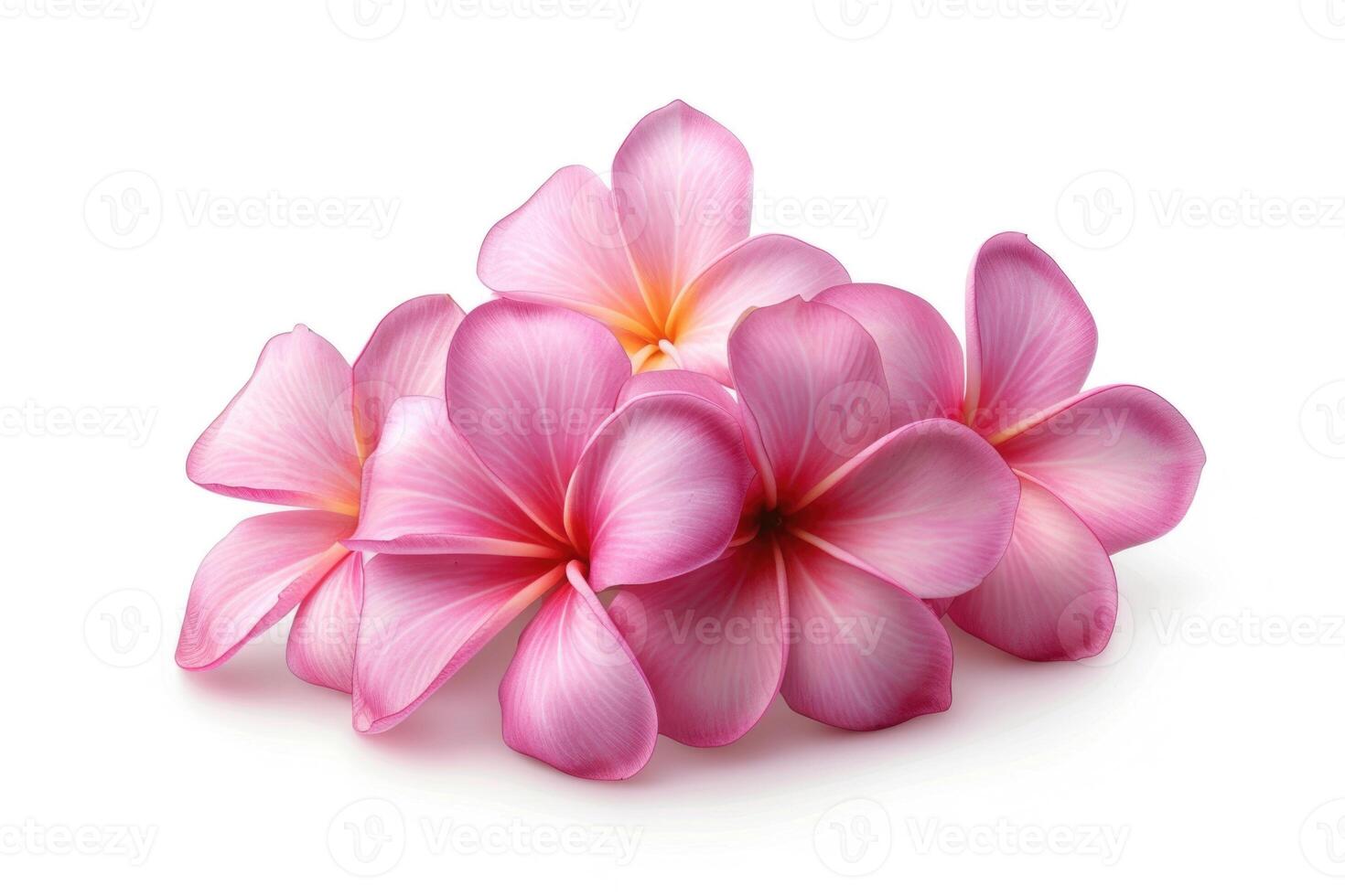 ai generado grupo de rosado frangipani aislado en blanco foto