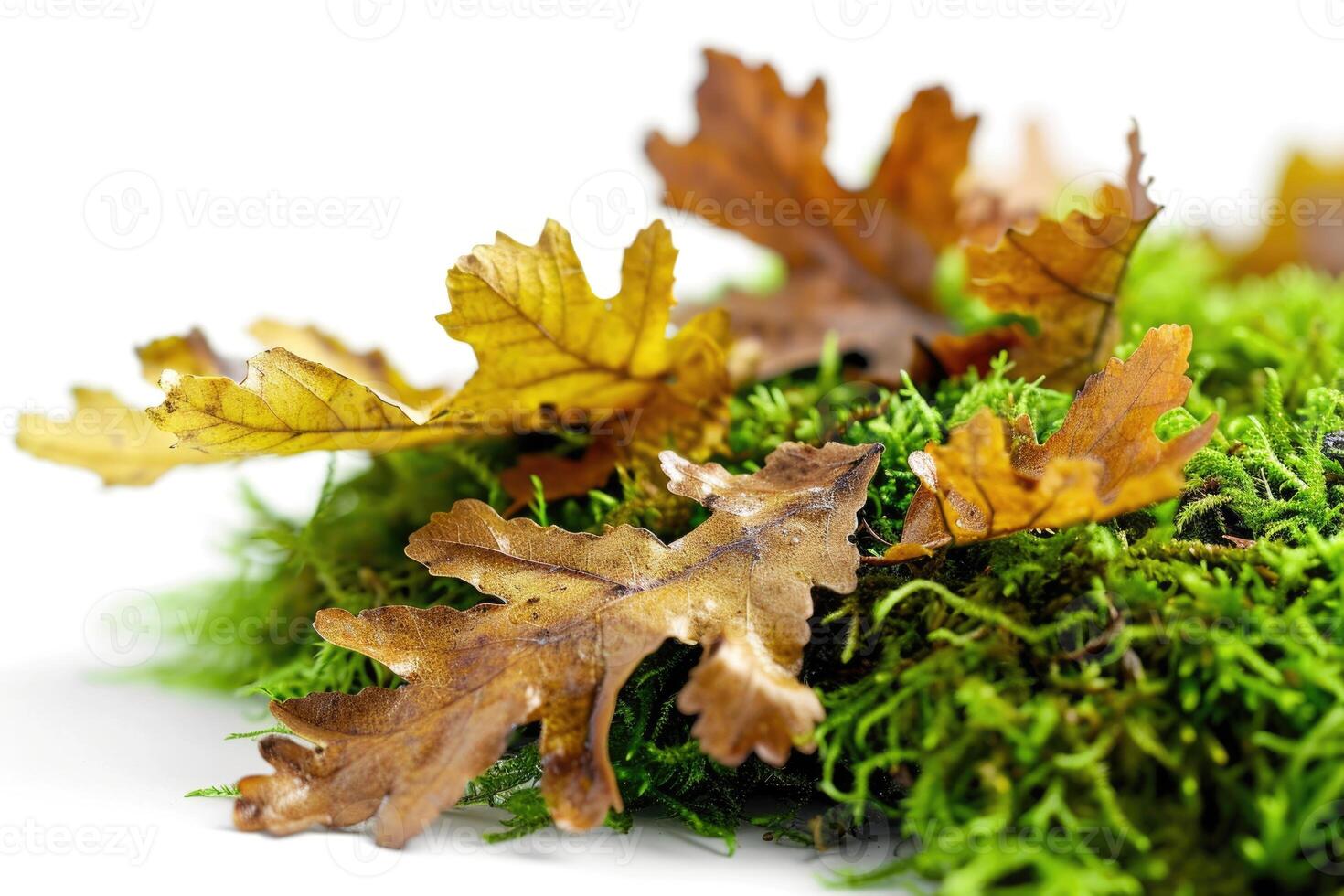 AI generated Autumn oak leaves on moss, isolated on white background. photo