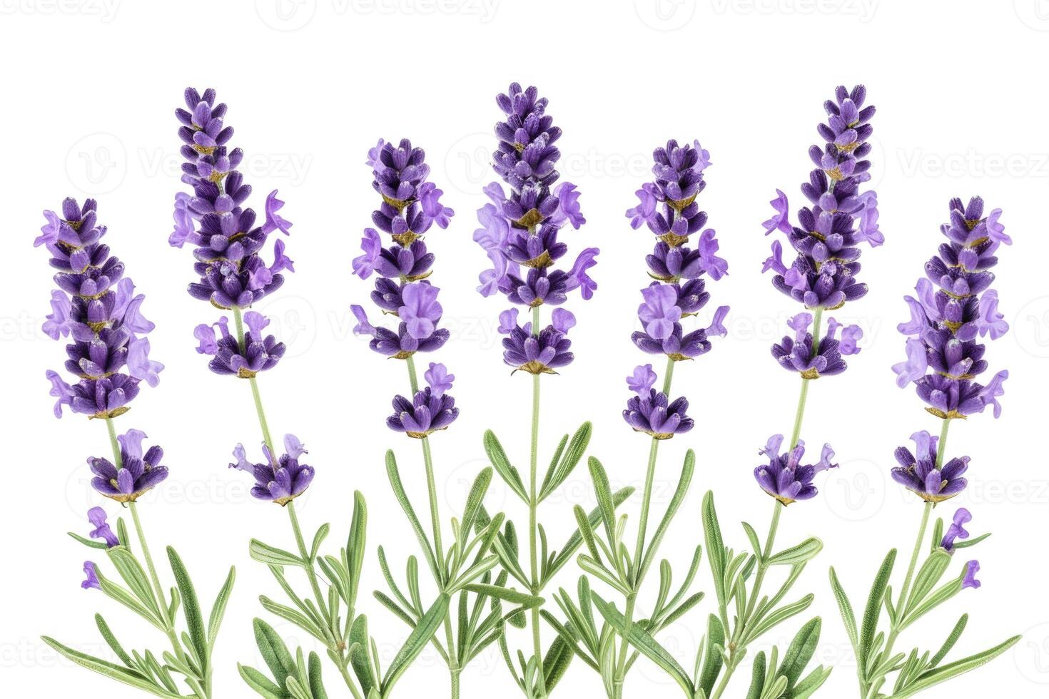 AI generated Lavender flowers isolated on white background photo