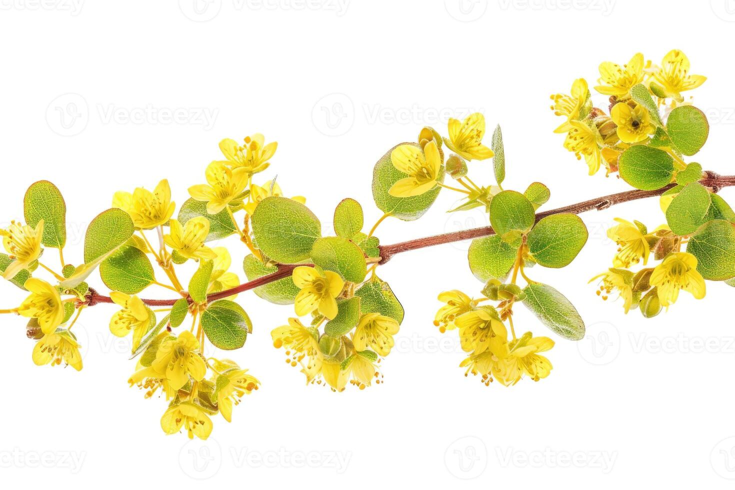 AI generated Small yellow flowers of berberis thunbergii isolated on white photo