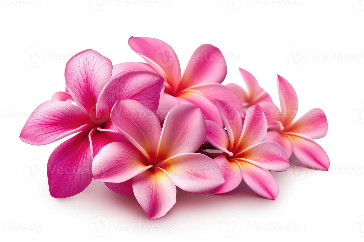 AI generated Group of Pink Frangipani isolated on White photo