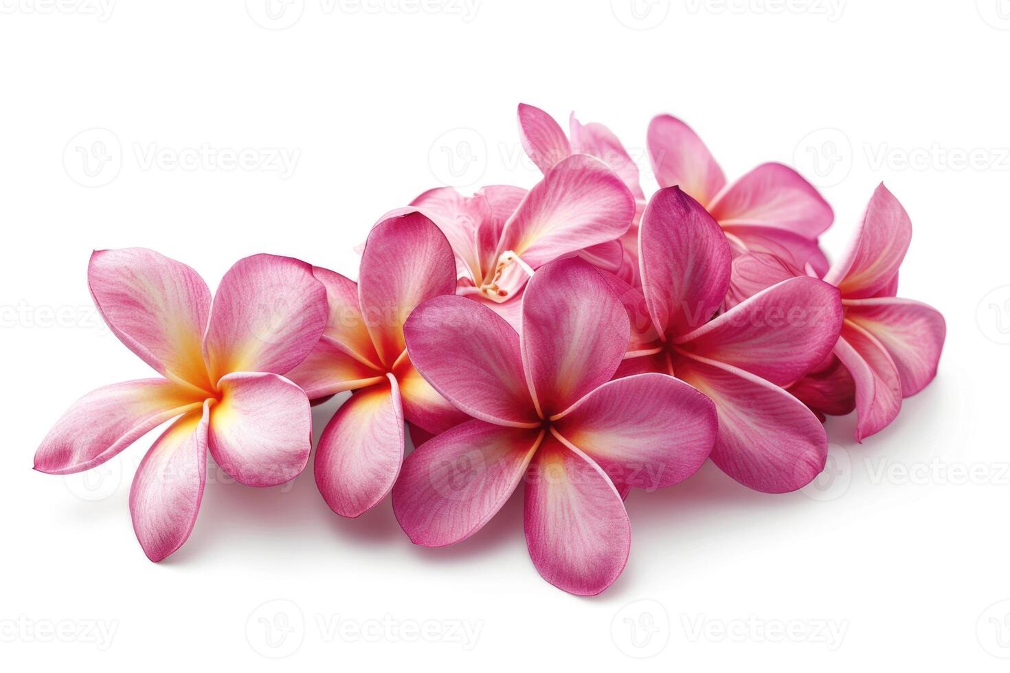 AI generated Group of Pink Frangipani isolated on White photo