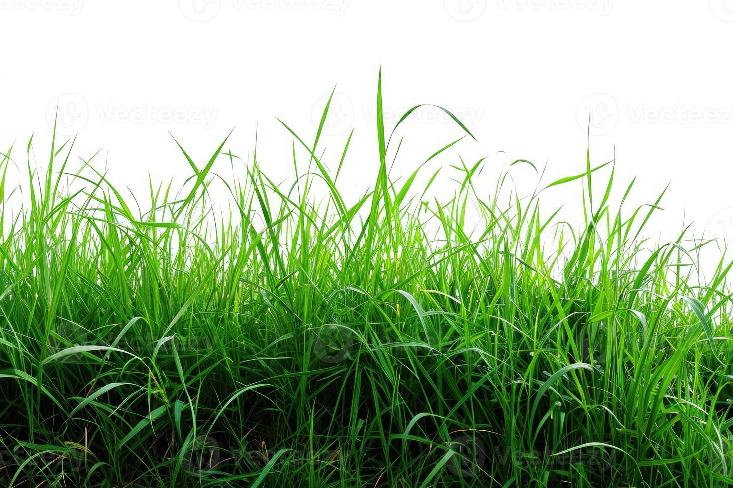 AI generated Green grass on a PNG background. photo