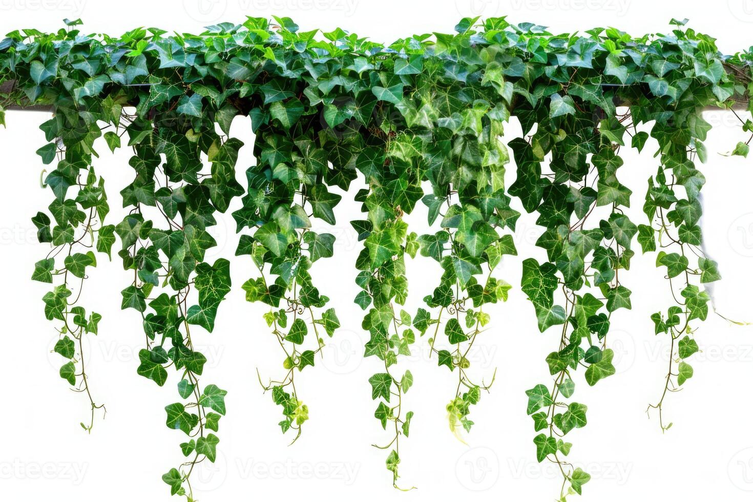 AI generated Isolated hanging vine plant with green leaves. photo