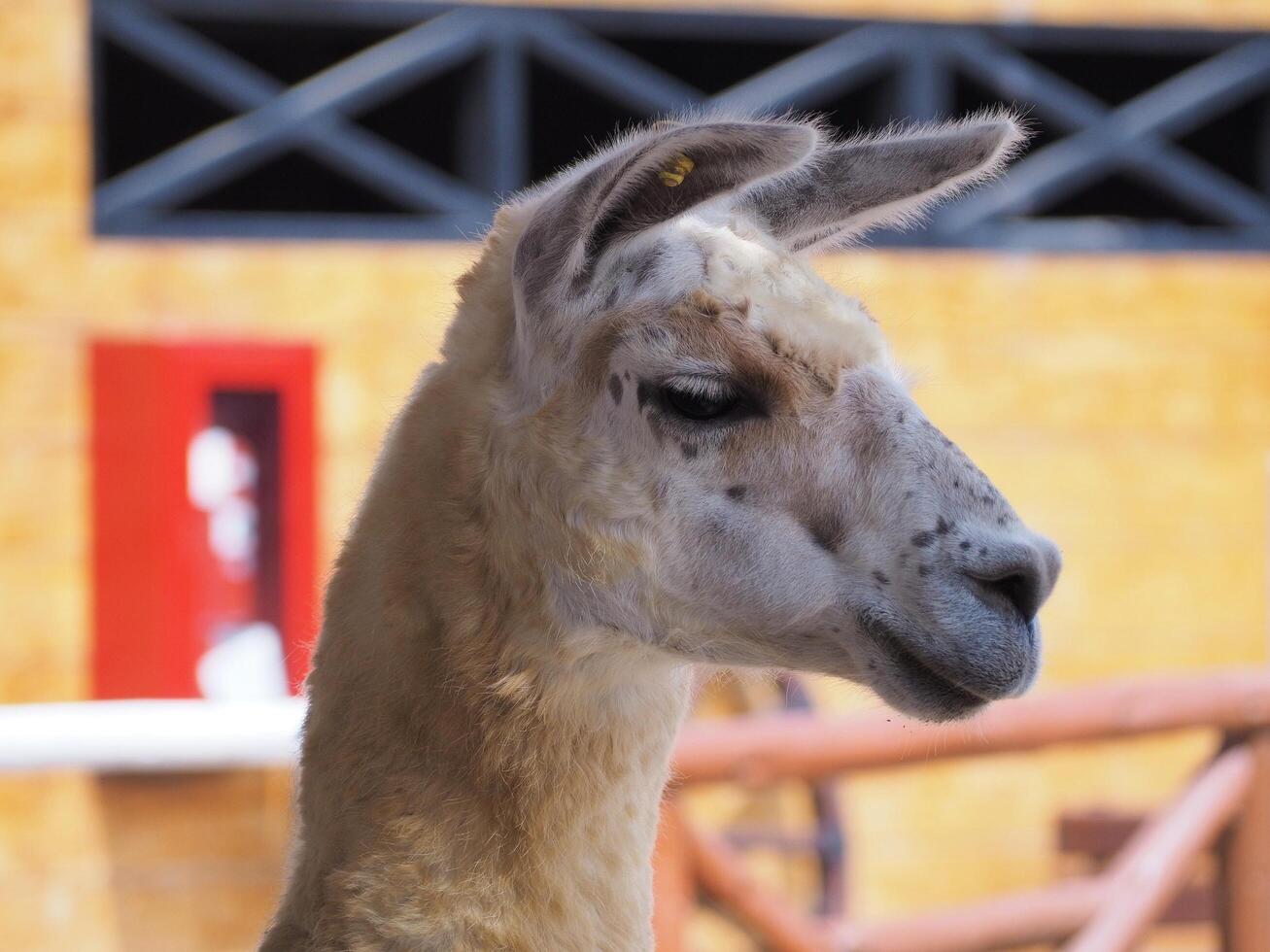 llama en lima zoo, Perú. foto