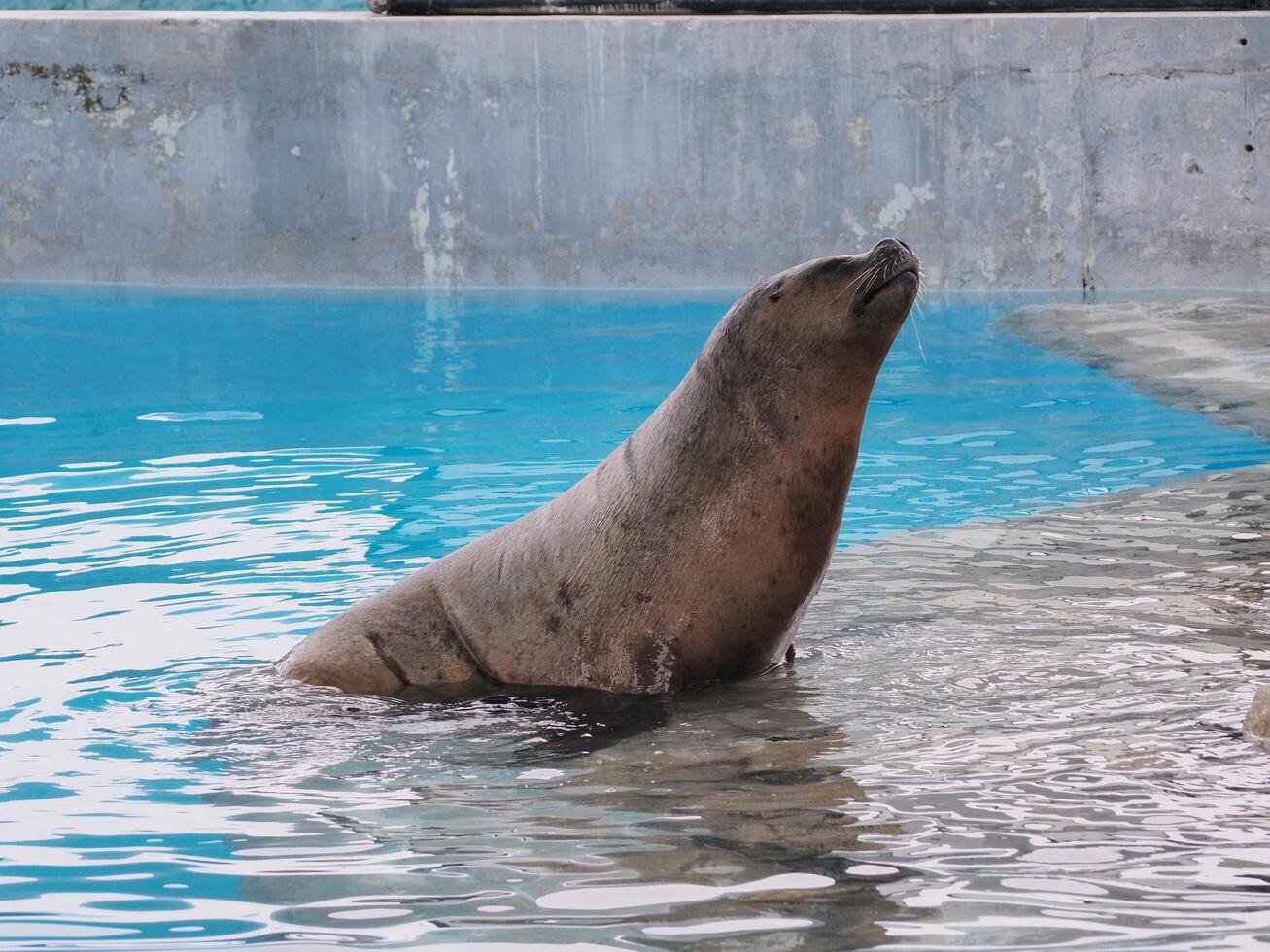 Seal in the Lima zoo. photo