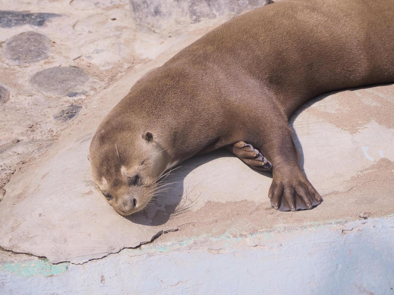 Giant otter in Lima zoo, Peru. photo